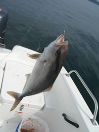 ファイル 169-2.jpg