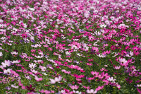 ファイル 186-1.jpg