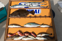 ファイル 202-1.jpg