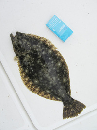 ファイル 214-1.jpg