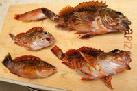 ファイル 281-1.jpg