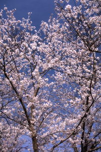 ファイル 282-1.jpg