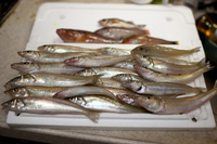 ファイル 313-1.jpg