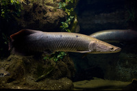 ファイル 333-1.jpg