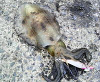 ファイル 354-2.jpg