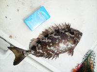 ファイル 356-3.jpg