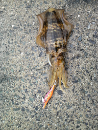 ファイル 360-1.jpg