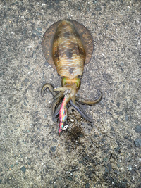 ファイル 363-1.jpg