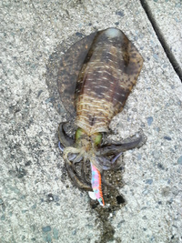 ファイル 364-1.jpg