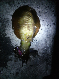 ファイル 366-1.jpg