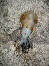 ファイル 369-1.jpg