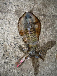 ファイル 369-2.jpg