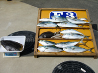 ファイル 380-1.jpg