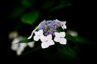 ファイル 78-1.jpg