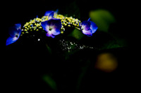 ファイル 93-1.jpg